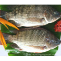 IQF IVP Oreochromis niloticus Black Tilapia 600-900G